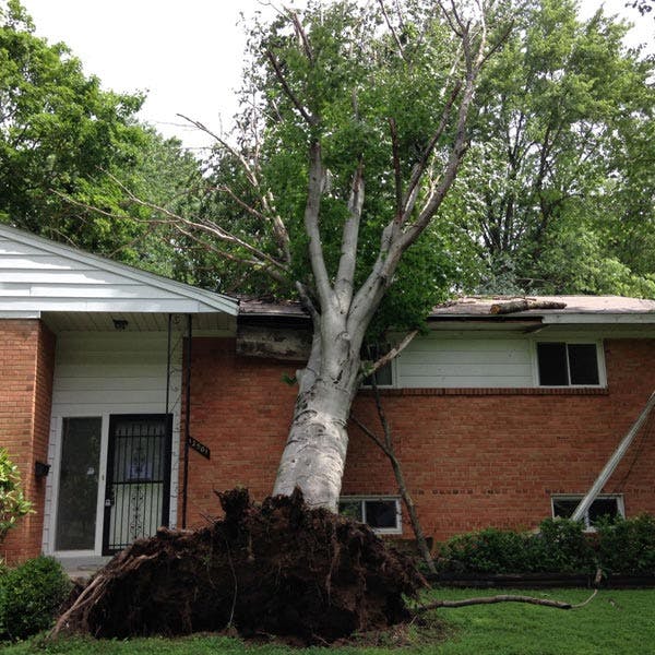 Picture of a tree fallen on a house