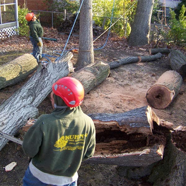 Picture of crew removing trees