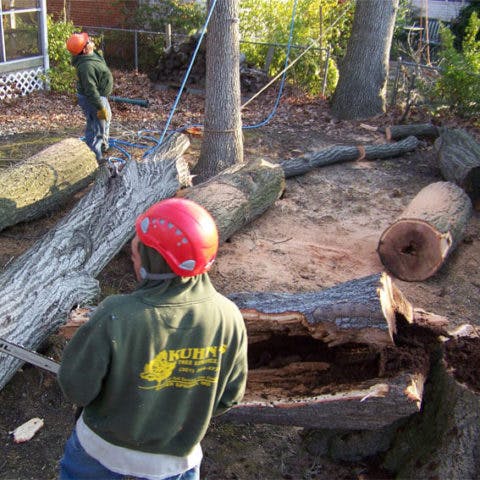 Picture of Kuhn's tree services working