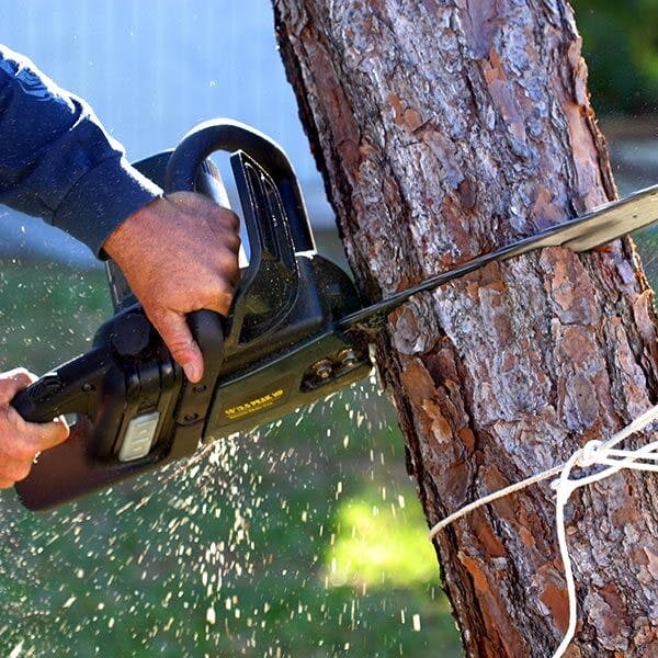 Picture of chainsaw cutting tree