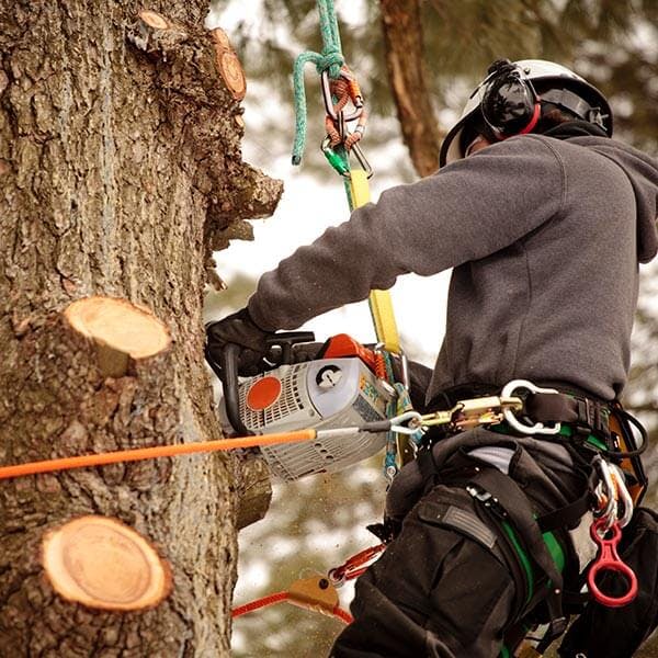 Picture of chainsaw cutting tree