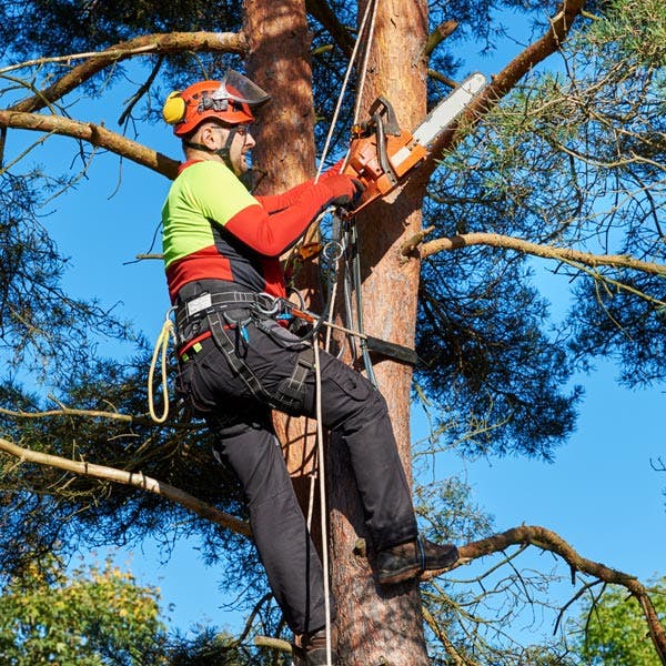 Picture of tree trimming